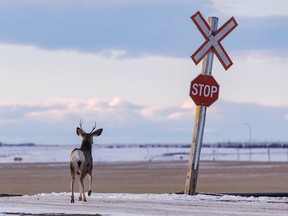 Mule deer crossing near Carmangay, Ab., on Tuesday, January 23, 2024.