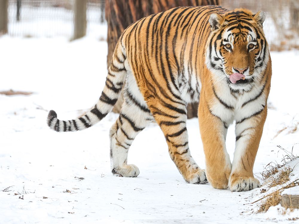 tiger