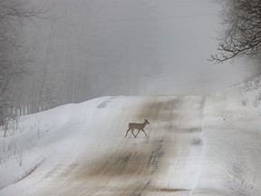 A whitetail deer crossed a road in theft near Millarville, Ab., on Wednesday, February 7, 2024.