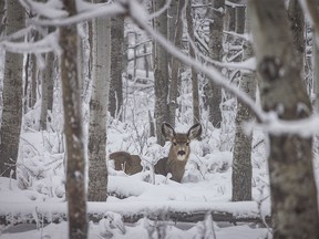 A young mule deer relaxes in the snow near Hartell, Ab., on Tuesday, February 6, 2024.