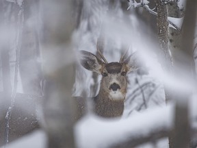 A mule deer buck in the snow near Hartell, Ab., on Tuesday, February 6, 2024.