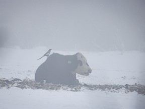 Magpies and cattle in the mist west of Diamond Valley, Ab., on Tuesday, February 6, 2024.