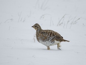 A sharptail grouse strides through the fresh snow west of Claresholm, Ab., on Tuesday, February 13, 2024.