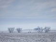 The blue mist persists near Vauxhall, Ab., on Tuesday, February 20, 2024.