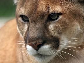 Parks Canada said a thorough investigation turned up no evidence a reported cougar attack Banff National Park last month actually occurred.