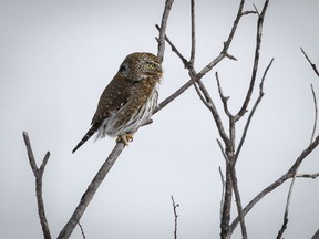 A tiny pygmy owl on the hunt south of Chain Lakes, Ab., on Monday, March 11, 2024.