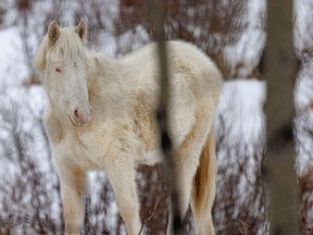 A white — maybe albino — yearling squints its blue eyes against the glare of the snow along Harold Creek west of Water Valley, Alberta, on Tuesday, March 26, 2024.