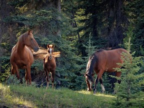 A wild horse family west of Cremona, Alberta, on Tuesday, July 26, 2022.
