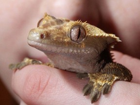 This file image shows a crested gecko at the Alberta Reptile and Amphibian Society Reptile Mania show at Eau Claire Market in February 2011.