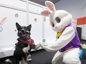 Lani the dog shakes paws with the Easter Bunny during the Easter egg hunt for dogs at Dogma Training in Calgary on Sunday, March 24, 2024.