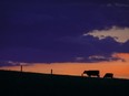 Farm Credit Canada says the value of Canadian farmland rose 11.5 per cent in 2023. Cattle graze at sunset near Cochrane, Alta., Thursday, June 8, 2023.THE CANADIAN PRESS/Jeff McIntosh