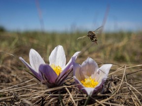 A bee flies off to the next crocus along the Bow River at Carseland, Alberta, on Tuesday, April 23, 2024.