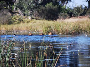 Okavango Delta