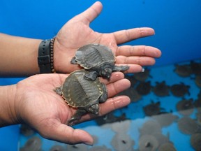 A Calgary man has been fined $35,000 for illegally importing turtles and turtle eggs from China. In this file picture taken on January 9, 2014, an official holds baby pig-nosed turtles in Tangerang, Banten province, Indonesia.
