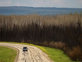 Last year's record wildfires in Alberta destroyed habitat for threatened species and will change the makeup of the province's forests for decades to come, says a new report. A vehicle drives past scorched trees in the East Prairie Metis Settlement, Alta., on Tuesday, July 4, 2023.