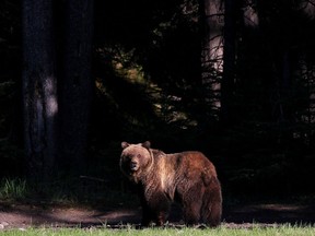 In this file photo from 2014, No. 148, a young female grizzly is spotted near the Fairmont Banff Springs Golf Course in Banff National Park.