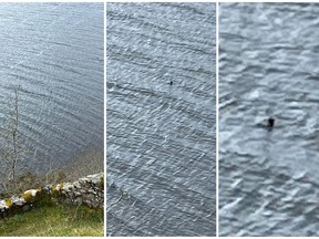 A Canadian couple, Parry Malm and Shannon Wiseman, living in England have been thrust into the limelight after capturing images, as shown in these handout images, of what could be the famed Loch Ness Monster in Scotland.