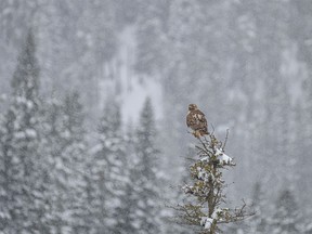 A redtail hawk in the falling snow along Sibbald Creek west of Calgary on Tuesday, April 30, 2024.