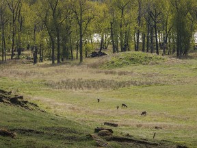 Deer graze on new green grass along the Bow River south of Dalemead, Ab., on Wednesday, May 15, 2024.