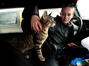 Fort McMurray wildfire evacuee Tiffany Wentzell pets Ricky, one of her family's two cats, as she waits for help outside an evacuee centre set up at the Clareview Recreation Centre in Edmonton, Wednesday May 15, 2024. Wentzell, her boyfriend, their son, two cats, and two bearded dragons spent last night sleeping in their vehicle in Lac La Biche after being evacuated.