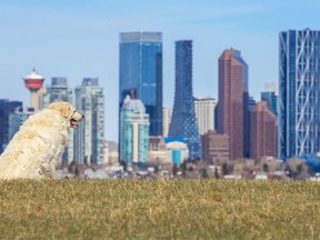 Maremma Sheepdog Nova pauses to take in the view of the downtown Calgary skyline while enjoying a morning walk in the Southview off leash park.