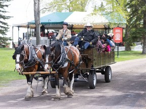 A horse-drawn wagon rolls through Heritage Park for the opening weekend in Calgary on Saturday, May 18, 2024.