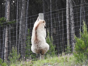 061024-White_Grizzly_GB178_Fence_climbing2.CG