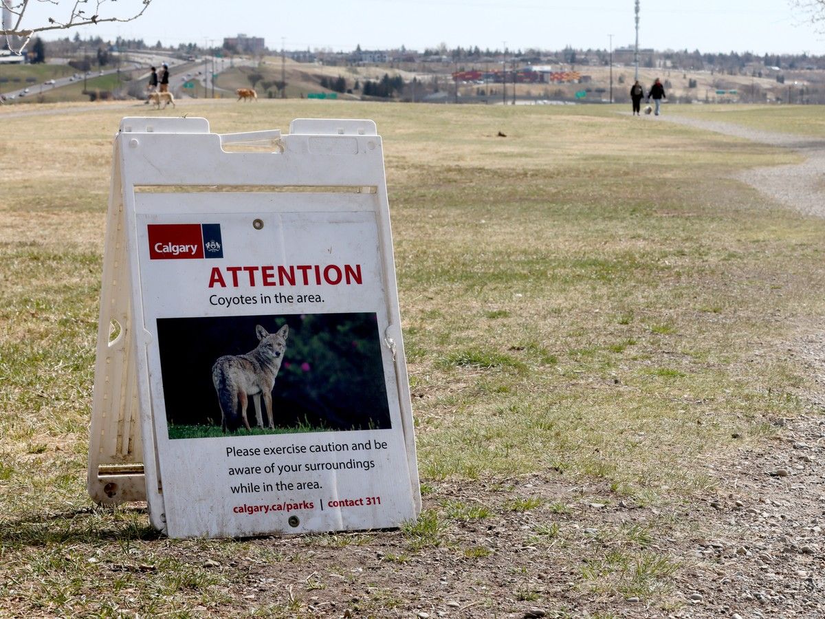 Calgary Sun Letters to the Editor, March 20, 2026: 'Coyote sightings for limited time'