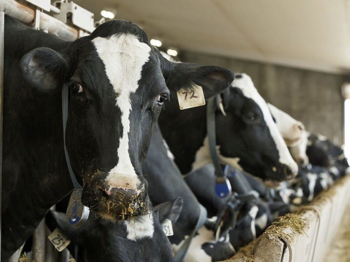 JAY GOLDBERG: Supply management should go – and not just for the sake of trade talks