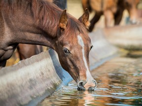 A horse drinks at a watering container.