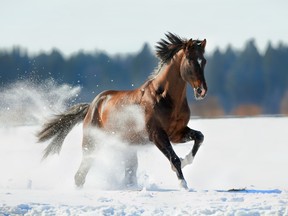 There is heavy debate among horse owners about whether to keep horses inside barns in cold temperatures or leave them outside.