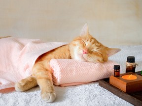 A cat sleeping on a massage table while taking spa treatments.