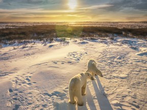 Two polar bears in golden light stand in their natural wild habitat near Hudson Bay. From polar bears to ice climbing, bespoke Arctic travel experiences offer an exploration of the beauty of the polar region.