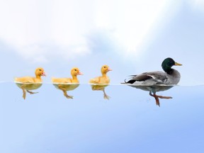 Duck family floating in a raw