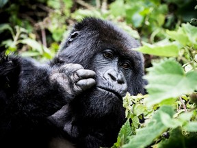 gorilla luxury travel wildlife