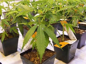 Cannabis seedlings are shown at the new Aurora Cannabis facility, Friday, November 24, 2017 in Montreal.