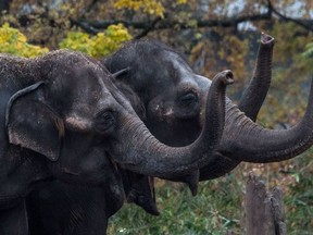Three Asian elephants wave their trunks as they wait to be fed at Berlin Zoologischer garten zoo on November 5, 2017.