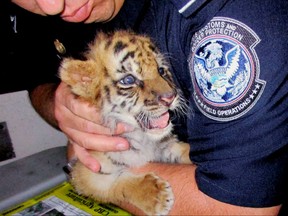 In this Aug. 23, 2017, file photo provided by U.S. Customs and Border Protection shows an agent holding a male tiger cub that was confiscated at the U.S. border crossing at Otay Mesa southeast of downtown San Diego. A man who smuggled a Bengal tiger cub into California from Mexico has pleaded guilty to federal charges. Eighteen-year-old Luis Valencia of Perris entered the plea on Tuesday, Dec. 6, 2017, in San Diego. He now faces up to five years in federal prison and a $250,000 fine. The tiger cub was named Moka and now lives at the San Diego Zoo Safari Park. (U.S. Customs and Border Protection via AP, File)