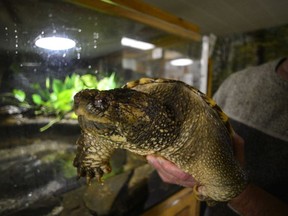 Assistant museum director Michael Clough holds Basil, a snapping turtle, at the Southern Vermont Natural History Museum on Dec. 13, 2017 in Marlboro, Vt.
 (Kristopher Radder/The Brattleboro Reformer via AP)