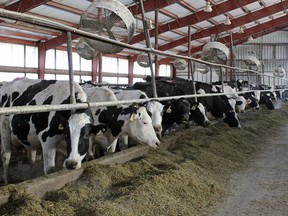 In this Thursday, Jan. 12, 2017, photo, some of the 1,600 milking cows of the Turner County Dairy eat inside a barn in Parker, S.D. (AP Photo/Regina Garcia Cano)