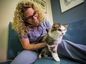 In this file photo, veterinarian Sue Hughson examines a cat in her clinic in North Vancouver, British Columbia on December 2, 2015.
