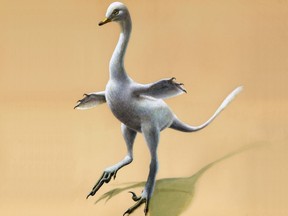 This illustration provided by Lukas Panzarin, with Andrea Cau for scientific supervision, shows a Halszkaraptor escuilliei dinosaur.
