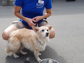 Rascal the dog is shown with a BCSPCA volunteer in a handout photo.