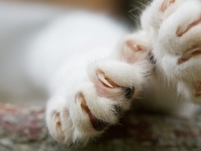 In this stock photo, a cat paw with claws stretches out on a carpet.