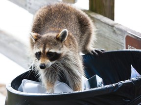 A raccoon rummages through a trash bin.