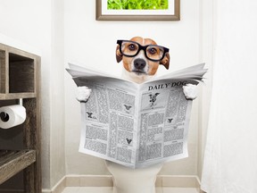 In this stock photo, a dog sits on a toilet reading the newspaper.