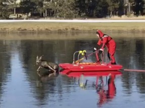 This Friday, Dec. 8, 2017, image made from a video provided by L4262 Sunriver Professional Firefighters shows firefighter Jeff "JJ" Johnston using an ice-rescue sled to gently nudge a deer off a frozen pond in Sunriver, Ore.