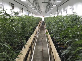 In this Wednesday, Dec. 13, 2017 photo released by the San Bernardino Police Department, is a shut down marijuana operation of some 35,000 plants they believe was bringing in millions of dollars a month in San Bernardino, Calif.