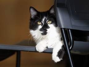 In this Nov. 28, 2017, photo, D-O-G, a black and white cat with an unlikely name, is seen at Support Dogs, Inc., a training center for dogs, in St. Louis. Officials from the facility took in the cat over the summer and say he plays a key role getting the dogs comfortable around other animals. HE helps train canines for important jobs assisting people with disabilities.
