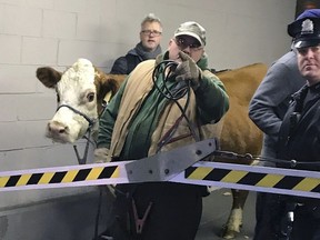 Stormy, the cow, is led out of a parking garage Thursday, Dec. 14, 2017, after its second escape from a Philadelphia church's live nativity scene.